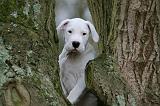 DOGUE ARGENTIN 323